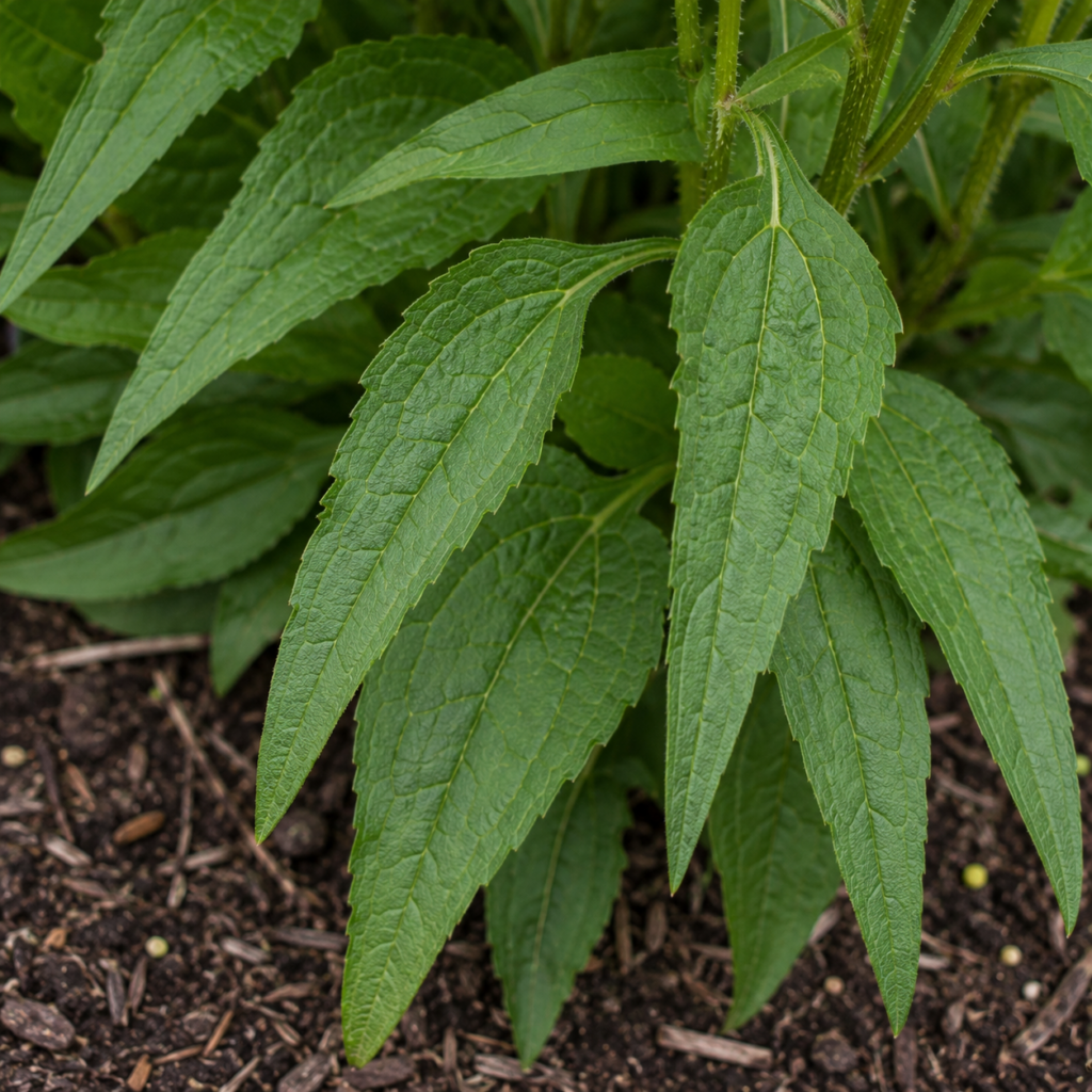 Green, lance-shaped leaves with serrated edges and fuzzy stems are shown growing from dark soil. The leaves radiate from a central stem cluster, suggesting a herbaceous perennial plant.