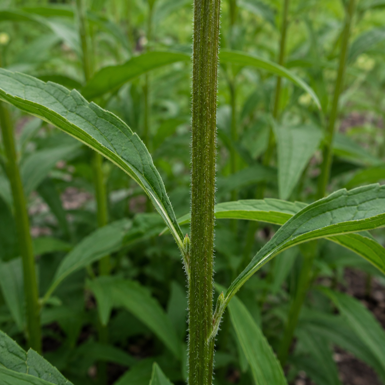 Echinacea Stem