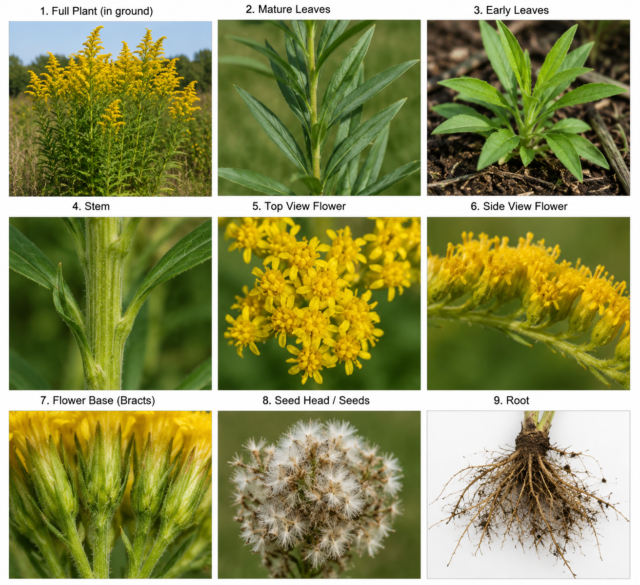 Medicinal Herbal Profile of Goldenrod