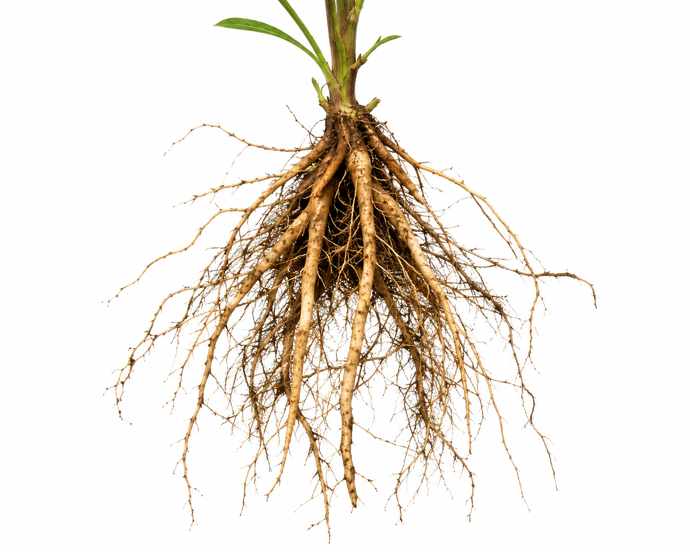 Goldenrod Root