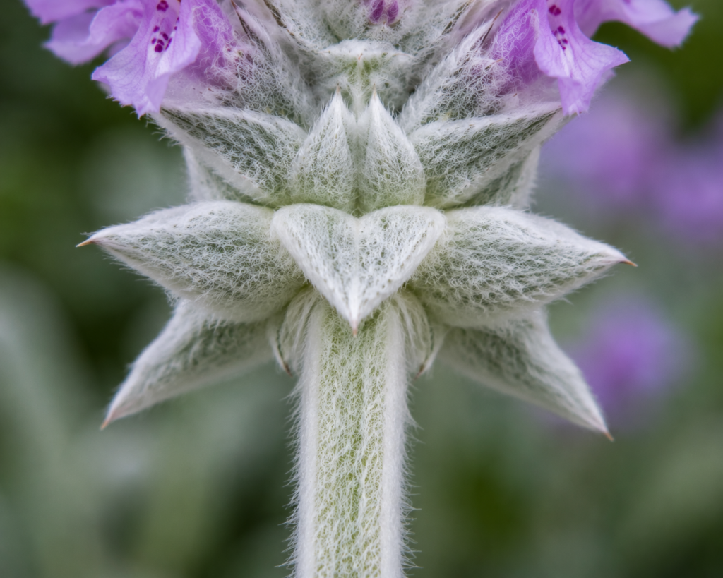 Lamb's Ear Flower Base
