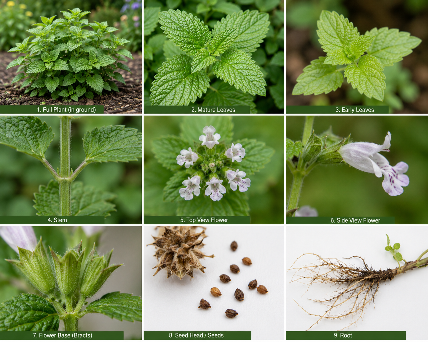 Medicinal Profile of Lemon Balm
