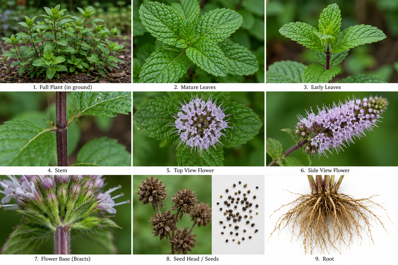 Medicinal Herb Profile of Peppermint