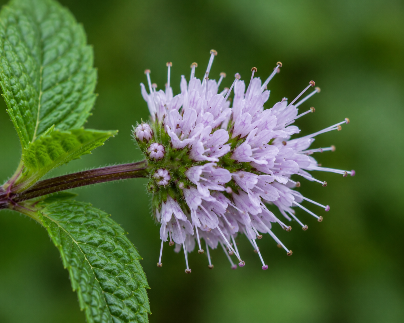 Peppermint Flower Side View