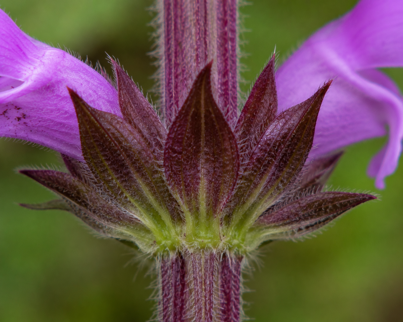 Purple Deadnettle Bracts