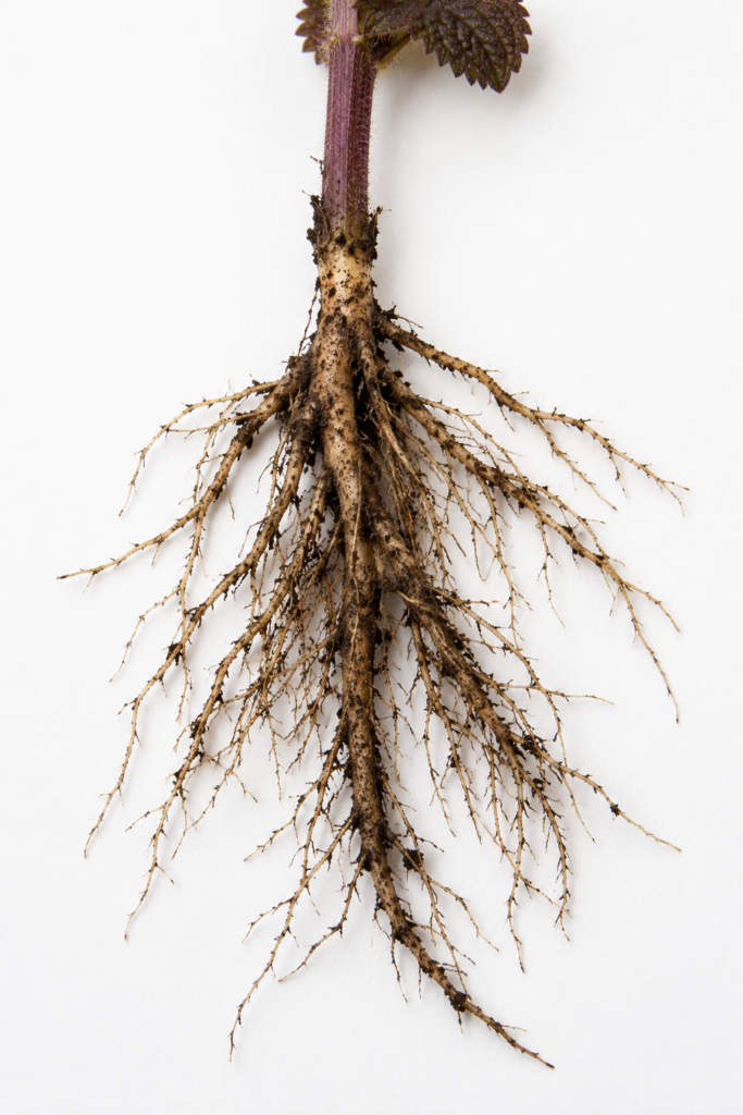Purple Deadnettle Root