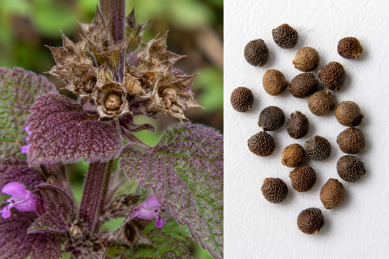 Purple Deadnettle Seed Heads