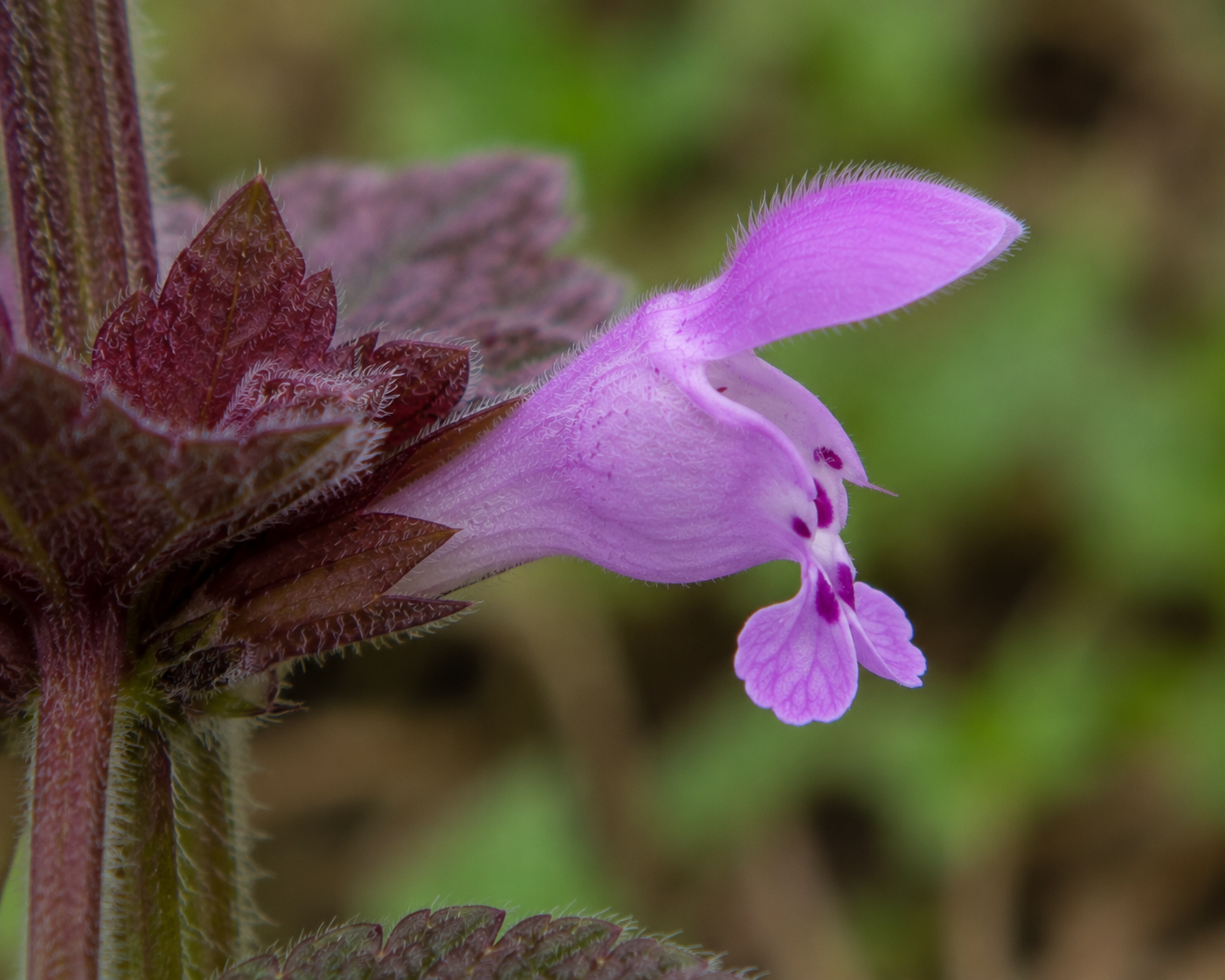 Purple Deadnettle Side View