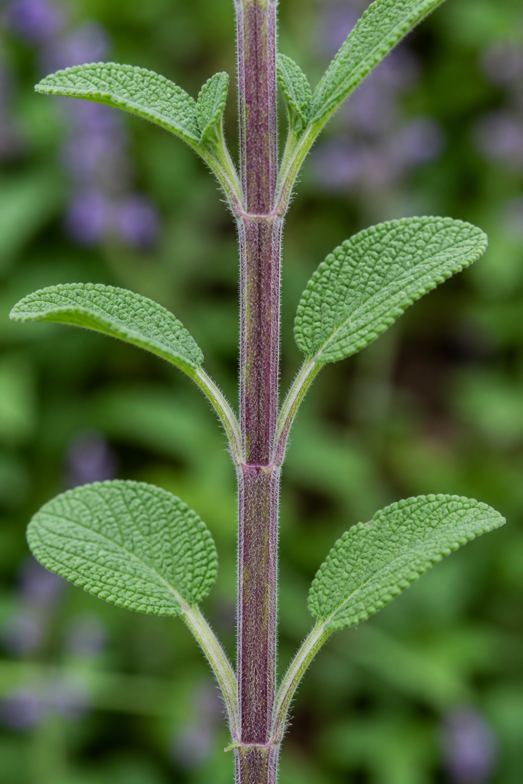 Sage Stem