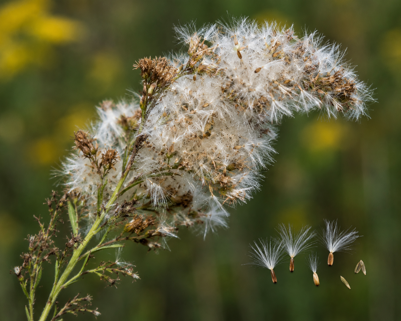 Goldenrod Seed Head