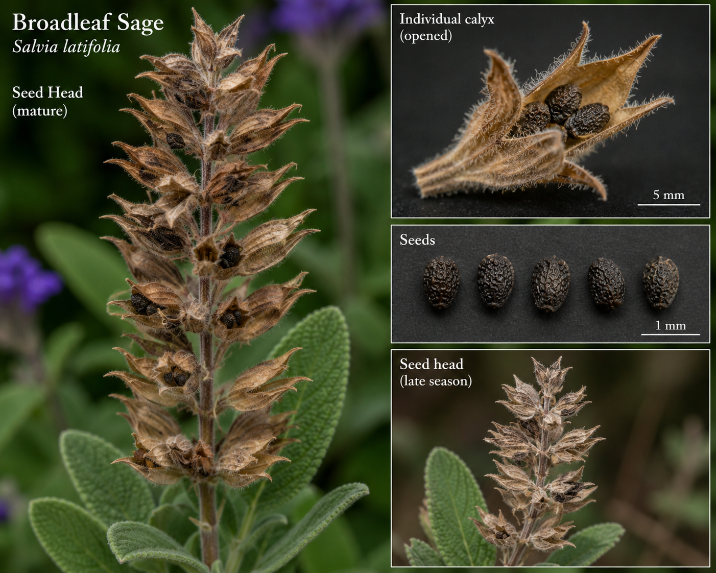 Seed Head of Sage