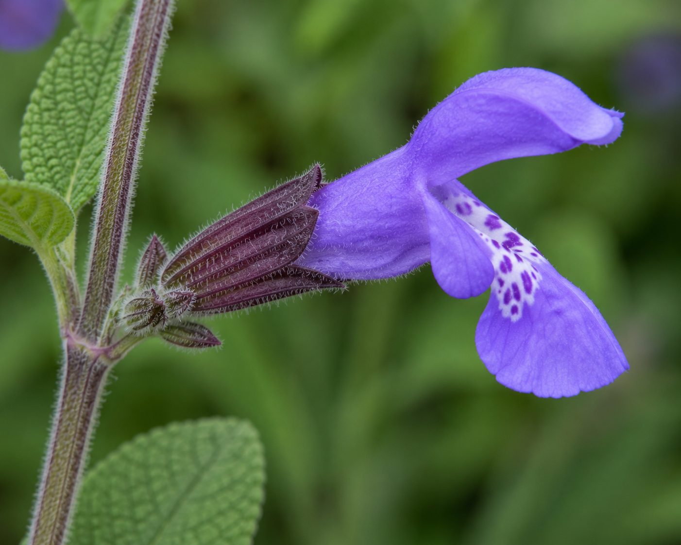 Side View of Sage Flower