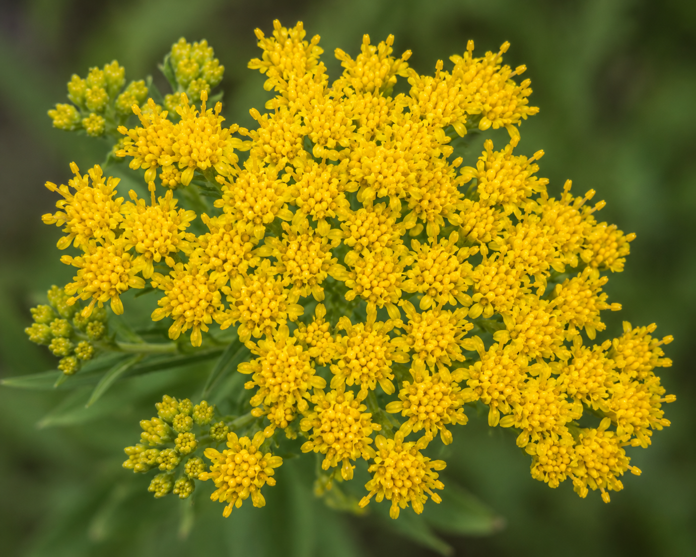 Goldenrod Flowers Top View