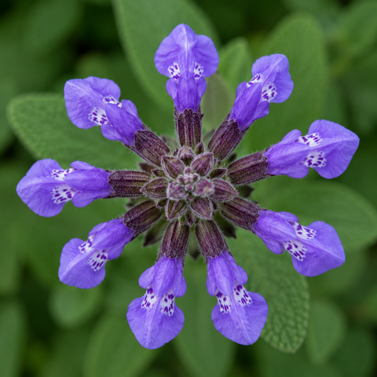 Top View of Sage Flower