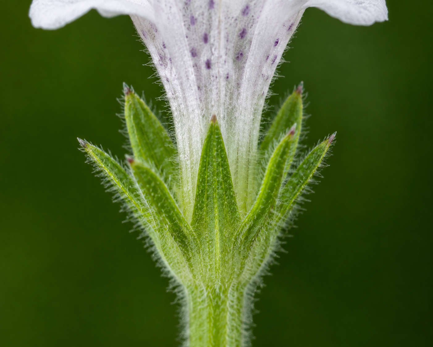 Lemon Balm Flower Base