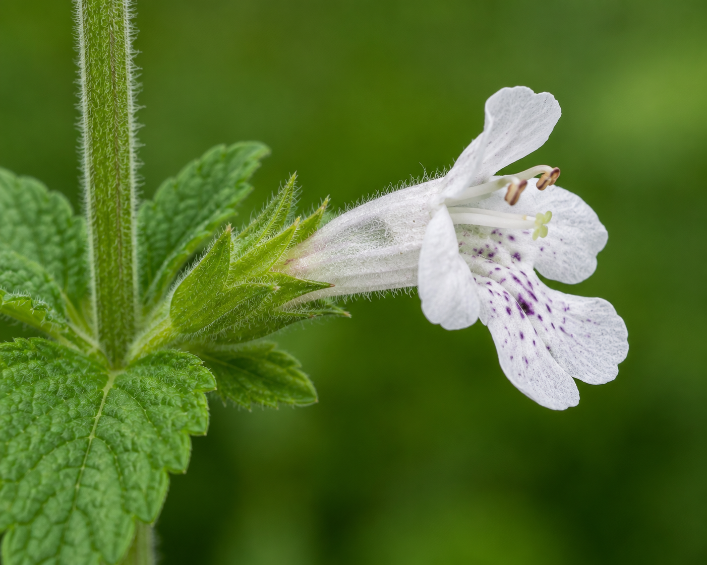 Lemon Balm Side View