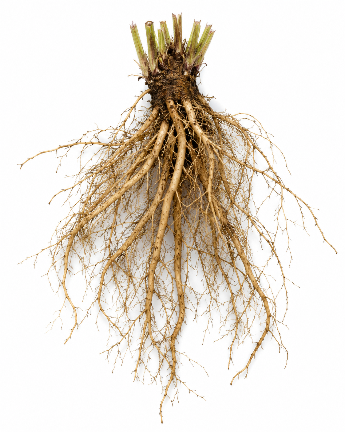 Lemon Balm Root