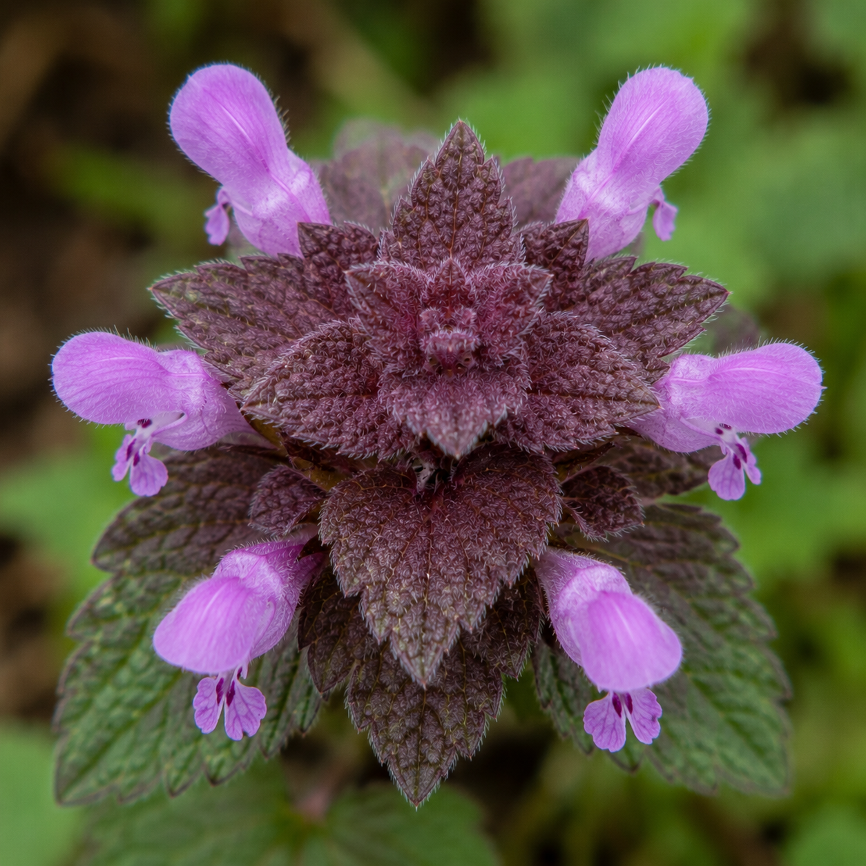 How to Grow Purple Deadnettle