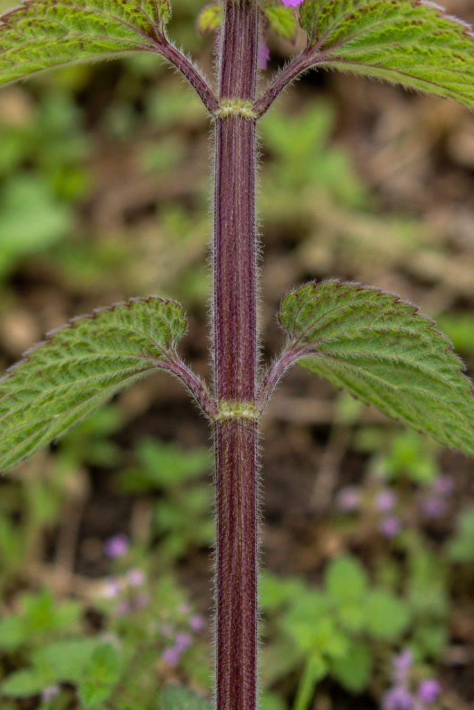 Purple Deadnettle Stem