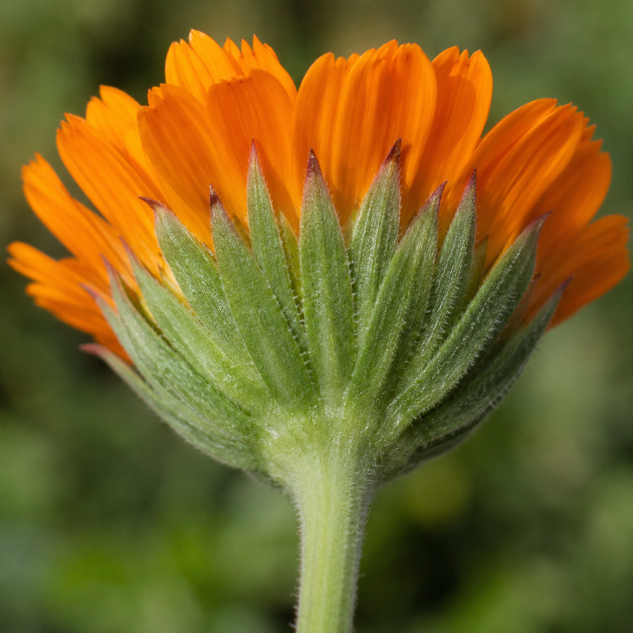 Calendula flower base showing green bracts