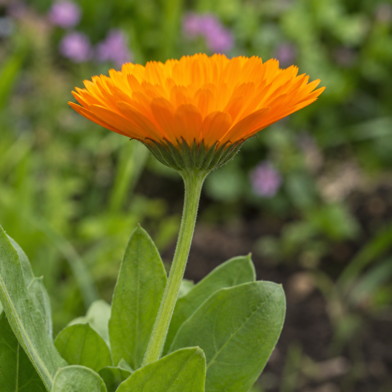 Calendula flower side view showing bloom shape and stem