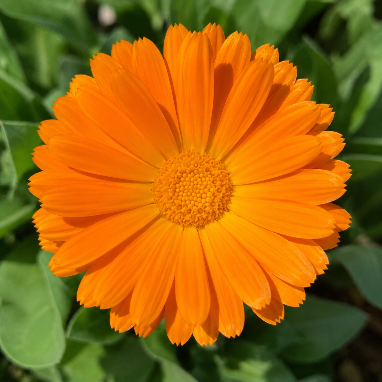 Calendula flower top view showing bright petals and center