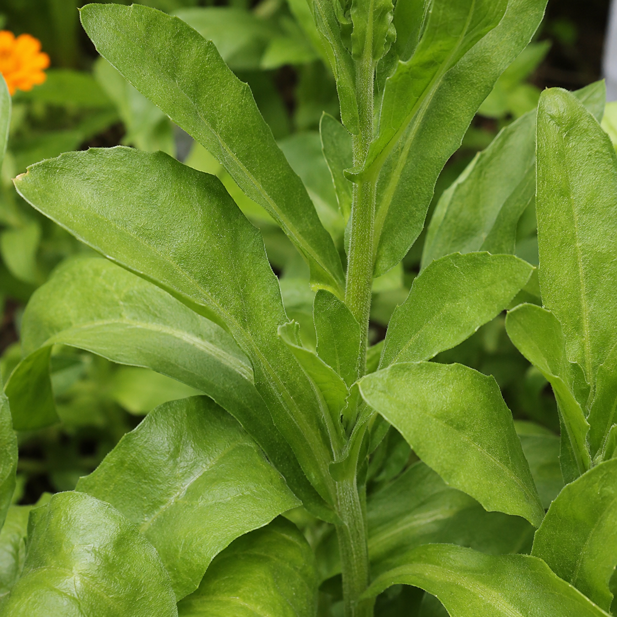 Calendula mature leaves on an established plant