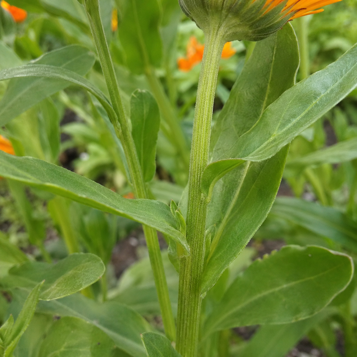 Calendula stem showing branching growth