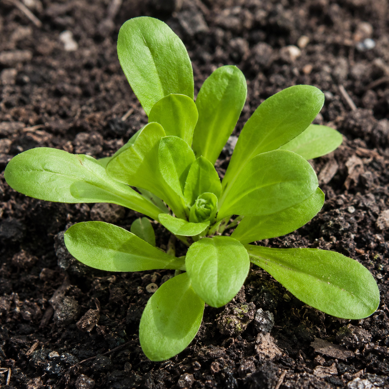 Calendula early leaves on a young plant