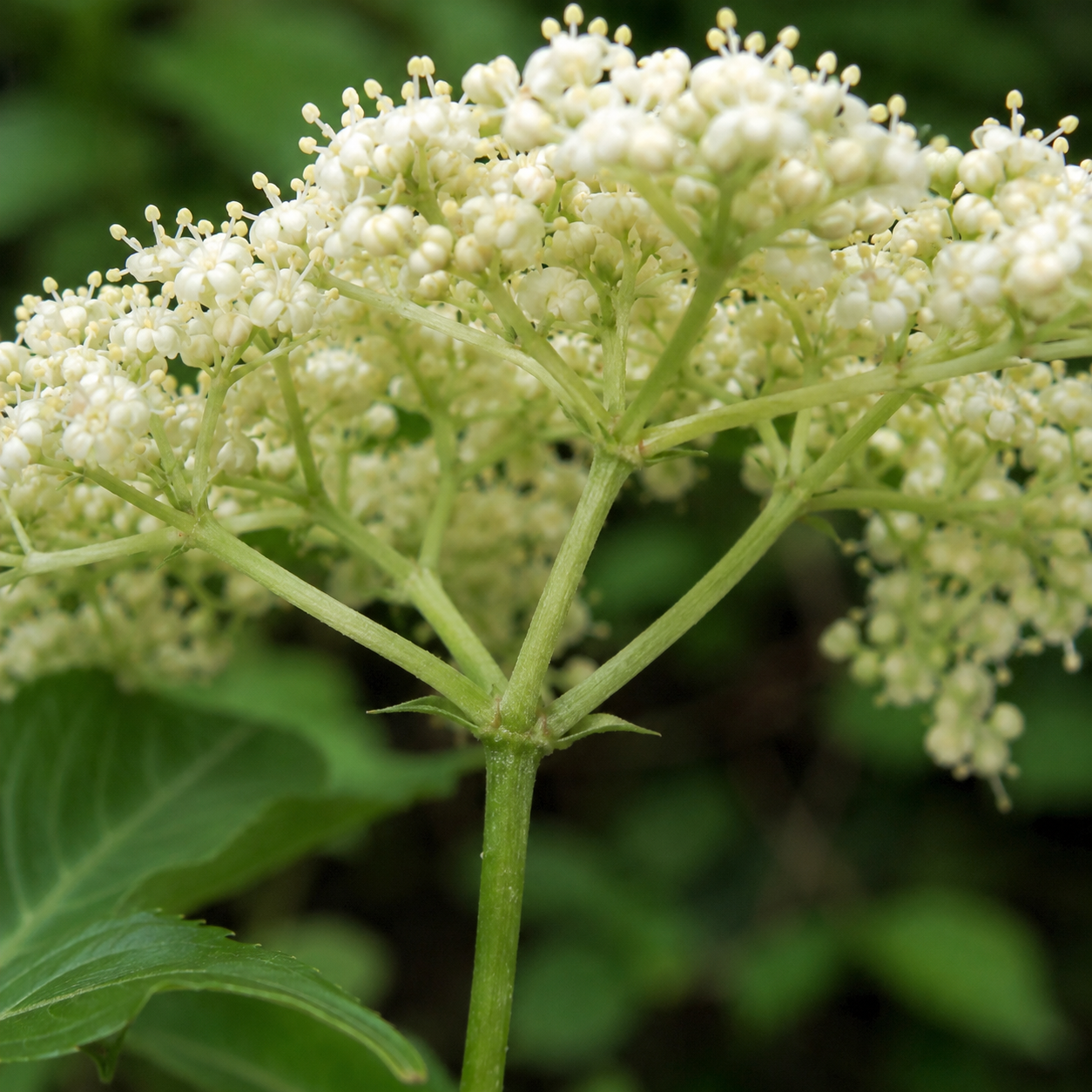 Close view of elderberry flower base and small white flowers