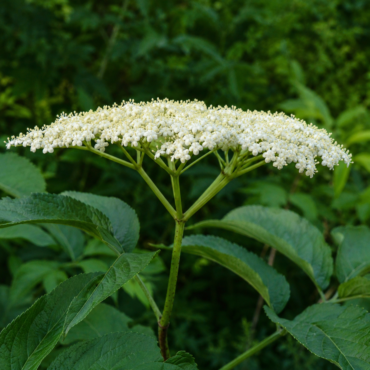 Side view of elderberry flower cluster