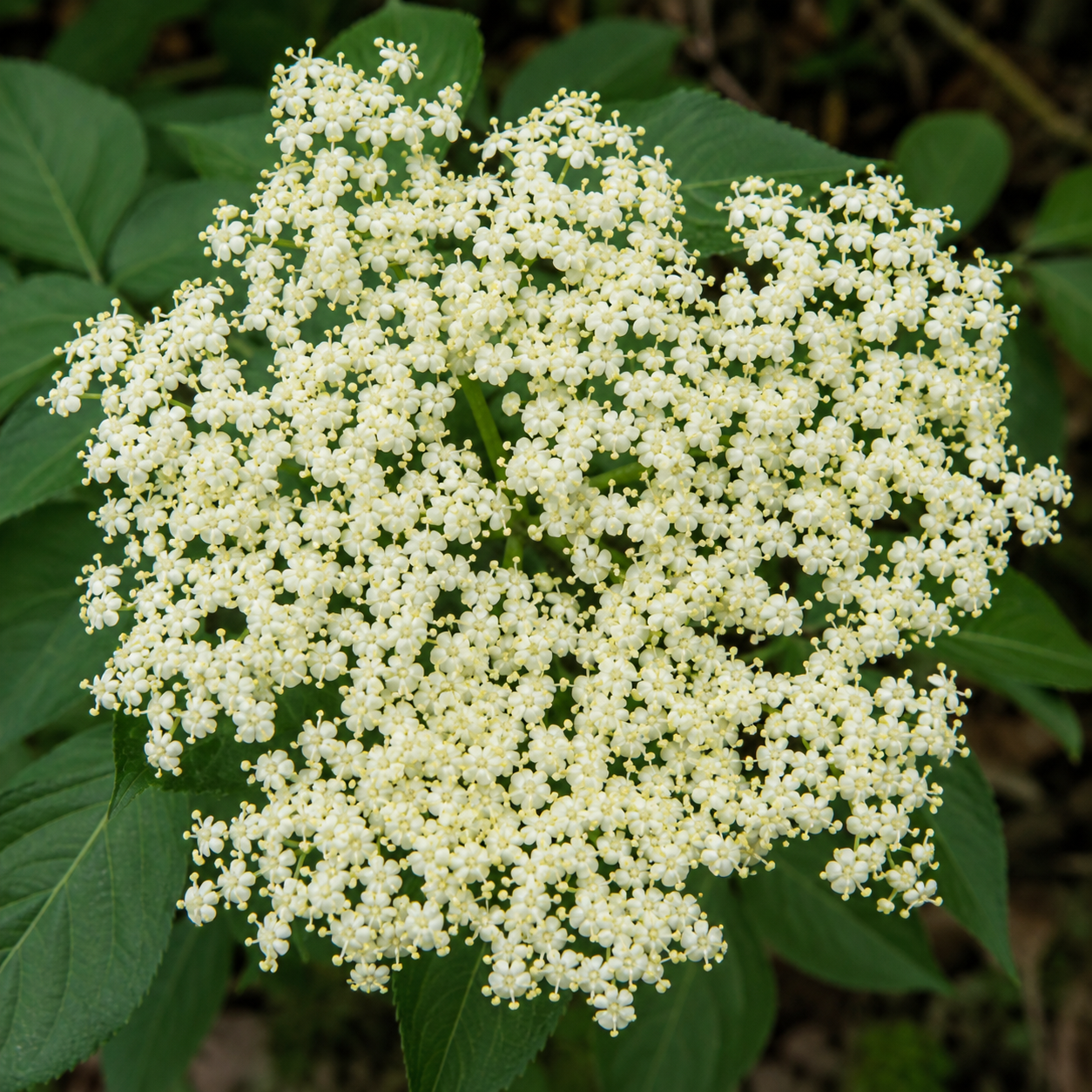 Top view of elderberry flower cluster