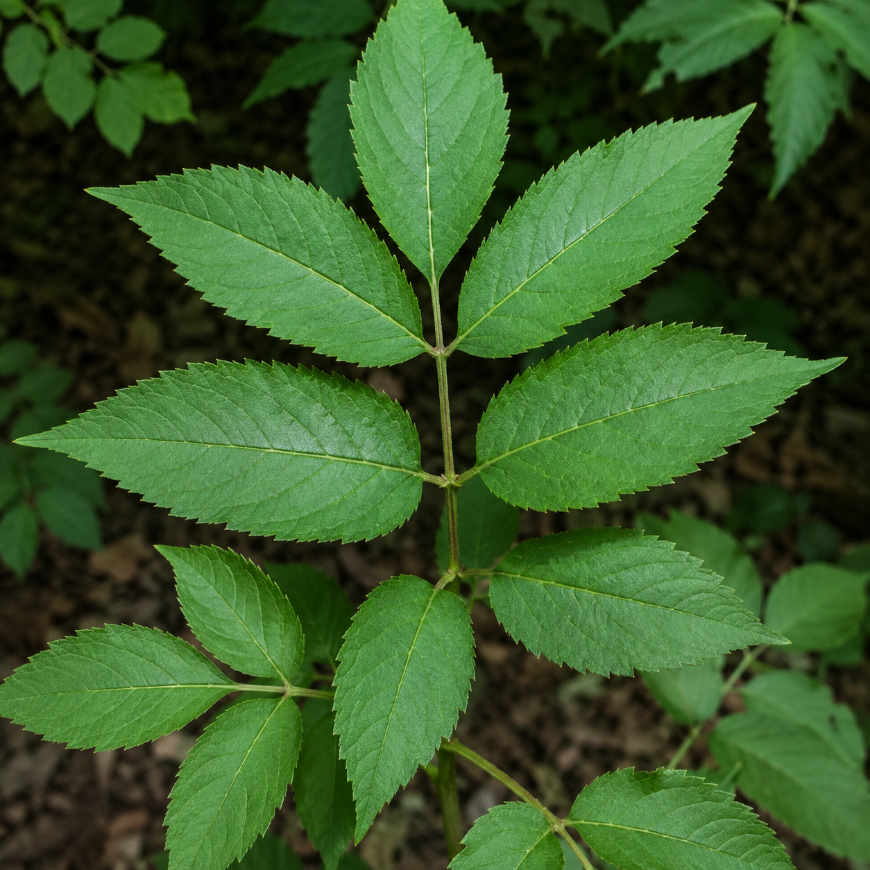 Mature elderberry leaves showing toothed compound leaflets