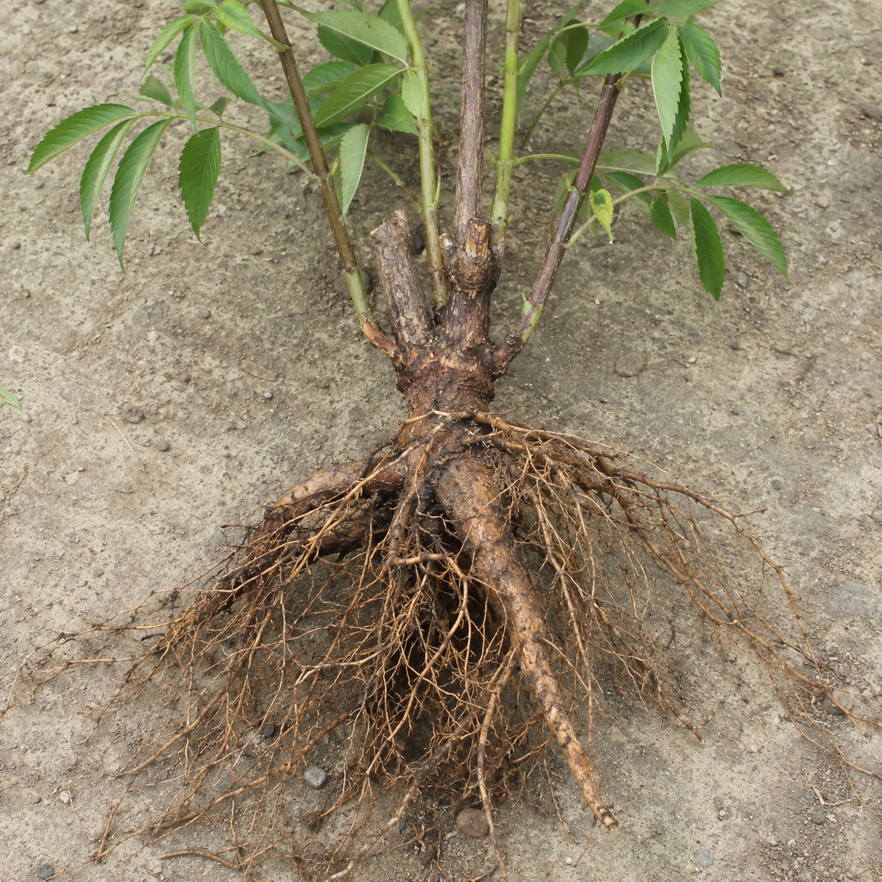 Elderberry root system and suckering growth