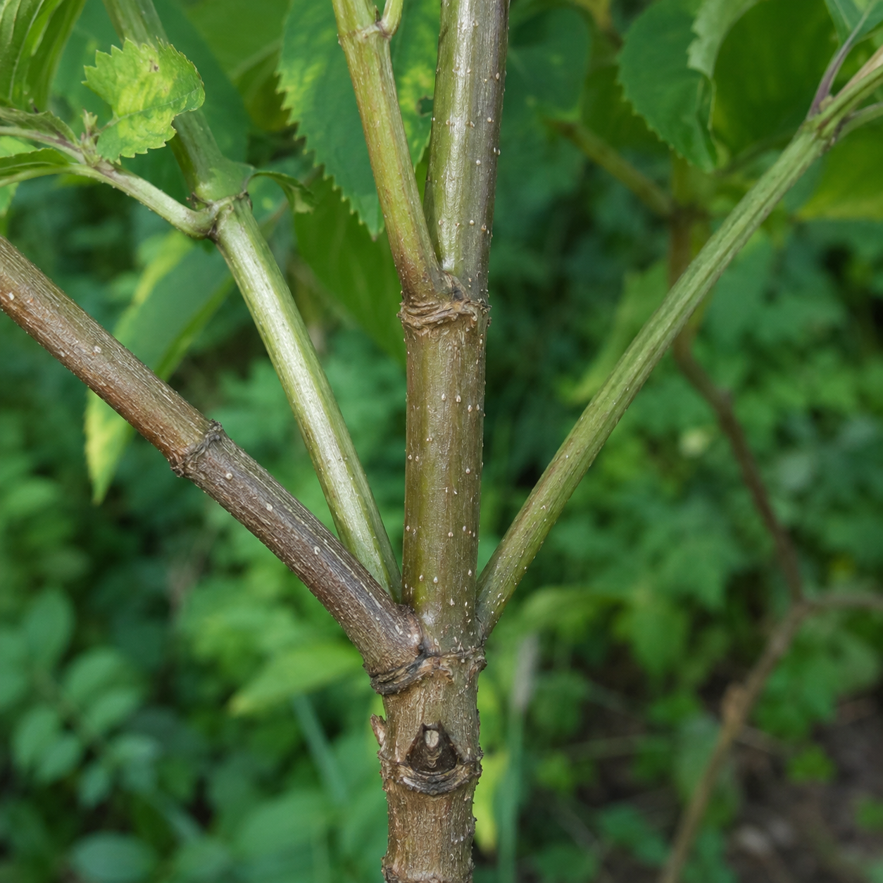 Elderberry woody stem with branching growth