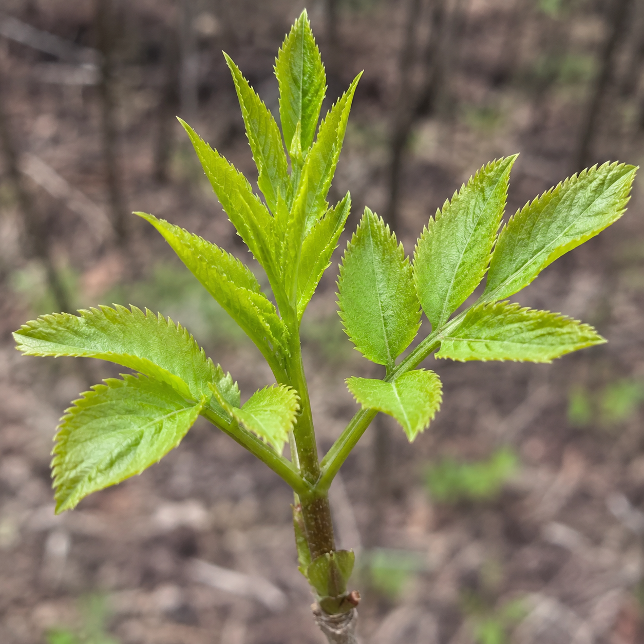 Young elderberry leaves emerging in spring